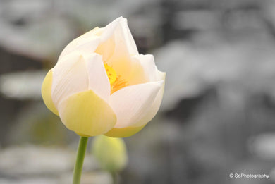 L’éclosion du lotus blanc - Galerie Art Soleil 